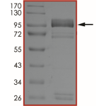 EGFR (K716A C797S L858R), Active